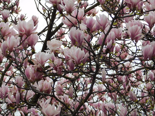 Pink magnolia tree in bloom close up background