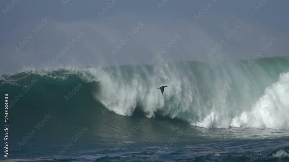 Sea Ocean great wave seabird flying blue sky Sea Ocean great wave seabird flying blue sky