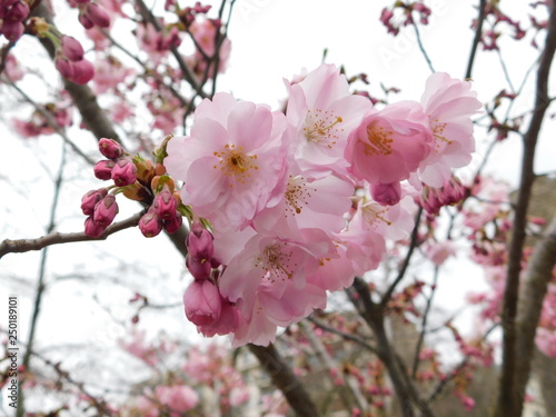 Pink cherry blossom close up background