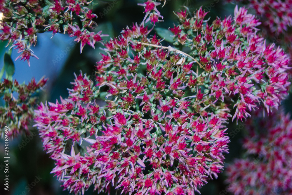 beautiful pink flower close up on photo beautiful pink flower close up on photo