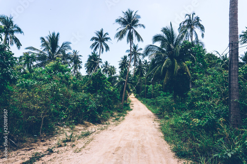 Fototapeta Naklejka Na Ścianę i Meble -  Tropical jungle. Dirt road in the jungle. Thailand, Southeast Asia. Tropical rainforest. Banana palm trees. Landscape view.