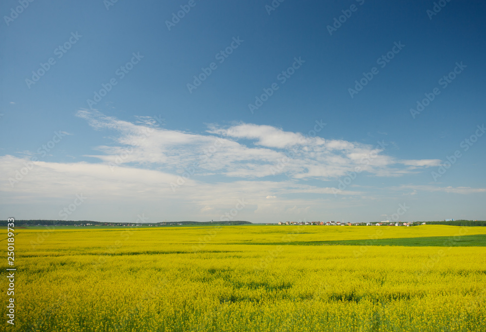 flowering rapeseed field against a blue sky with city
