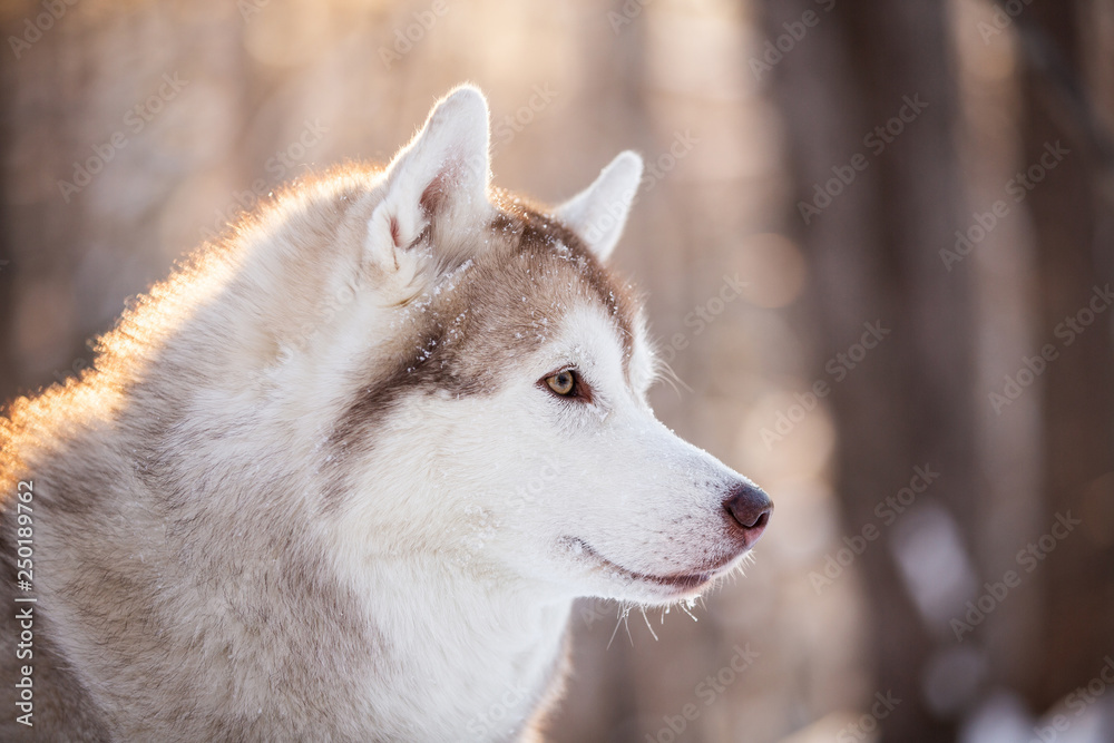 Beautiful, cute and free Siberian Husky dog sitting on the snow path in the winter forest at sunset.