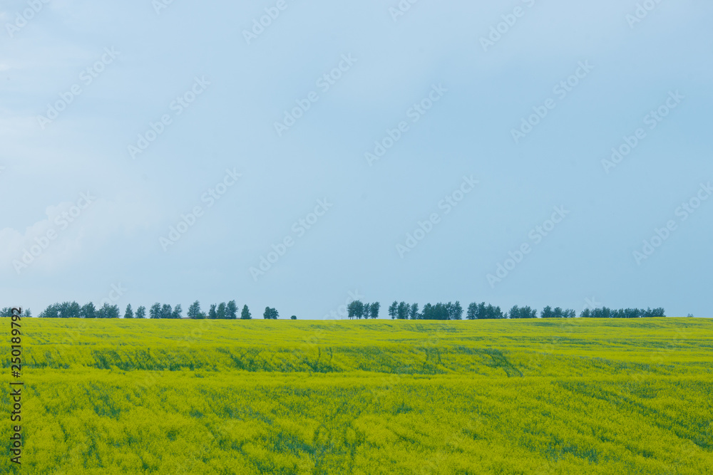 Landscape with a field of oilseed rape flowering and a forest