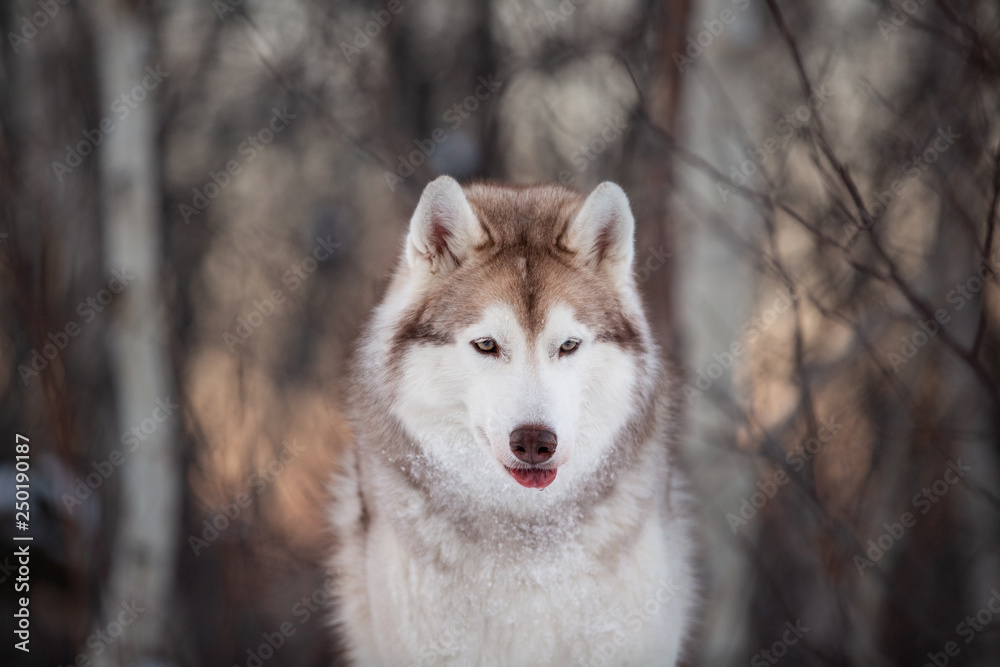 Beautiful, prideful and free Siberian Husky dog sitting on the snow path in the winter forest at sunset.