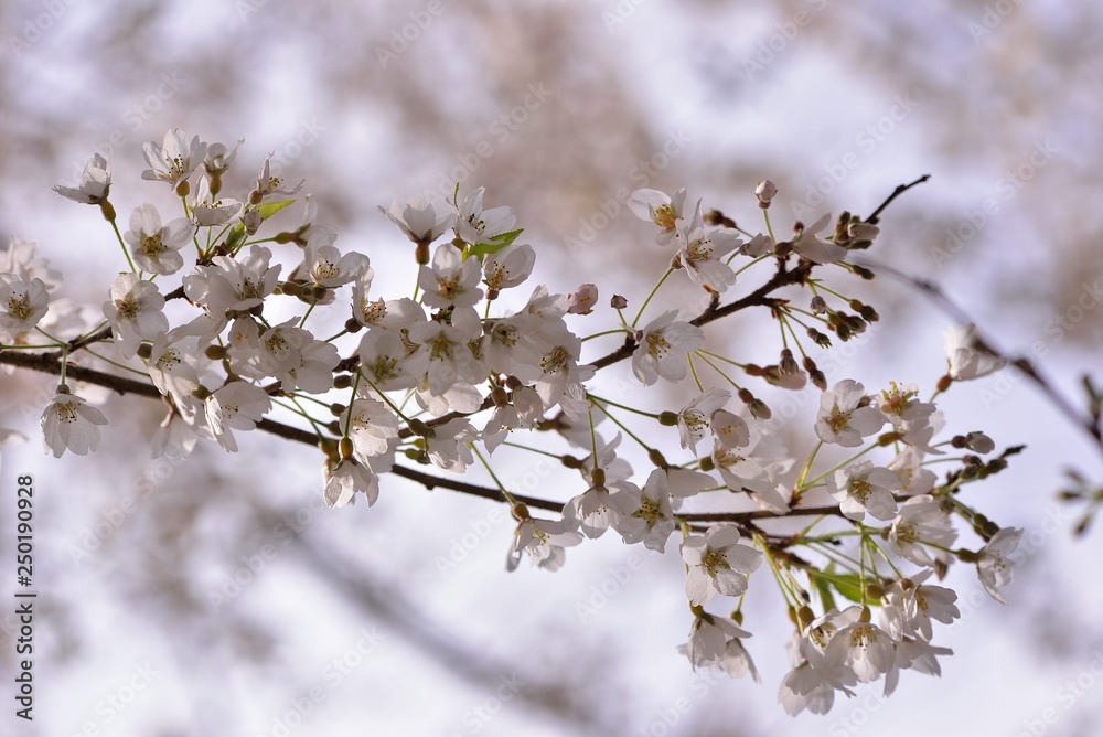Blooming Wu-She cherry blossom in the Guan-Wu,Belonging to Shei-Pa National Park, Taiwan Blooming Wu-She cherry blossom in the Guan-Wu,Belonging to Shei-Pa National Park, Taiwan