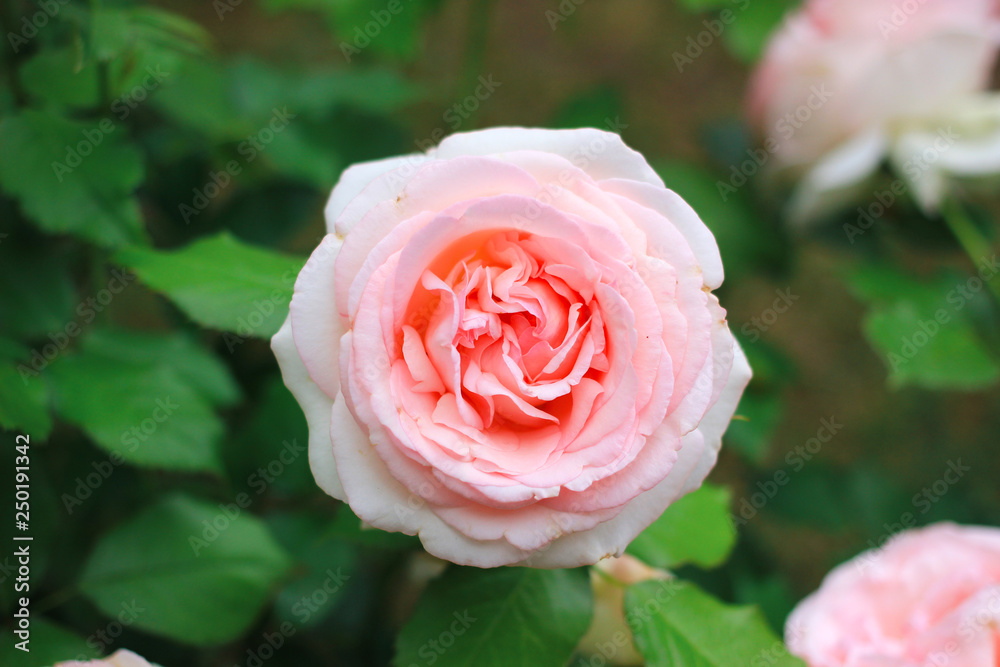 A large pale pink rose blooms in the garden. A large pale pink rose blooms in the garden.