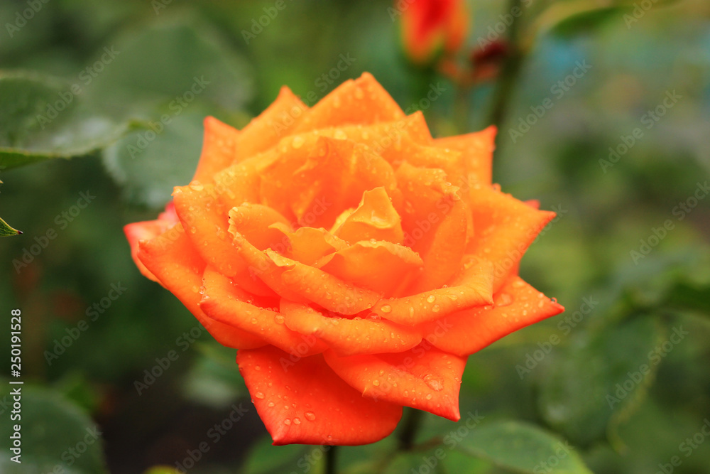 Large orange rose with raindrops on the petals.