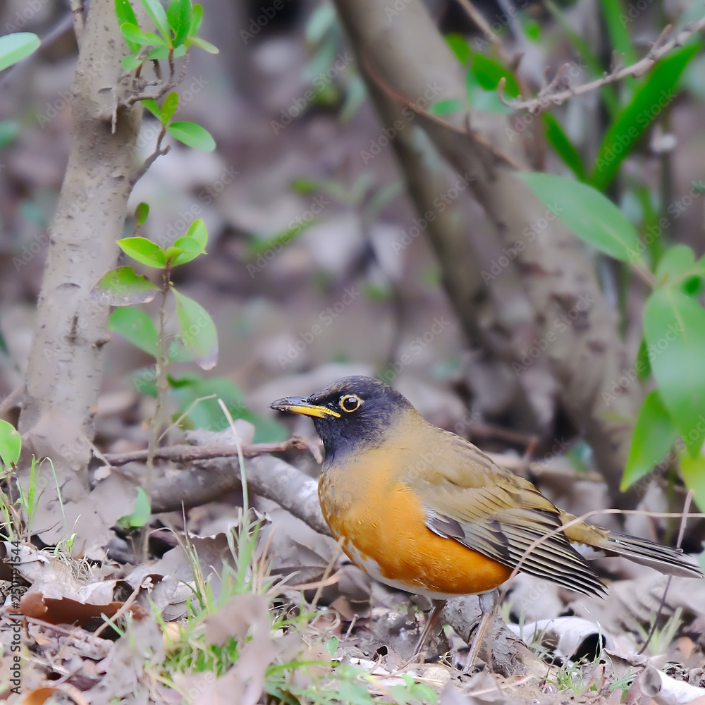 wild bird thrush wild bird thrush