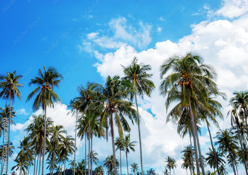 Palm tree with blue sky.