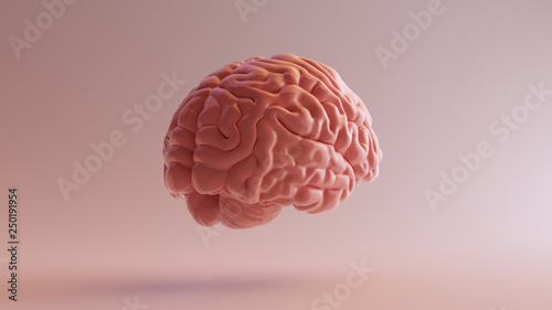 Pink Porcelain Anatomical Brain Back Right 3d illustration 3d render