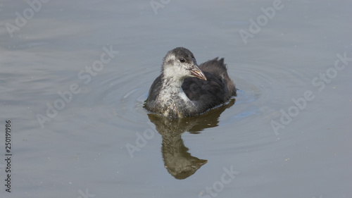 Small chick of Eurasian coot or Fulica atra swimming in pond close-up portrait, selective focus, shallow DOF photo