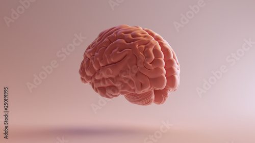 Pink Porcelain Anatomical Brain Back Left