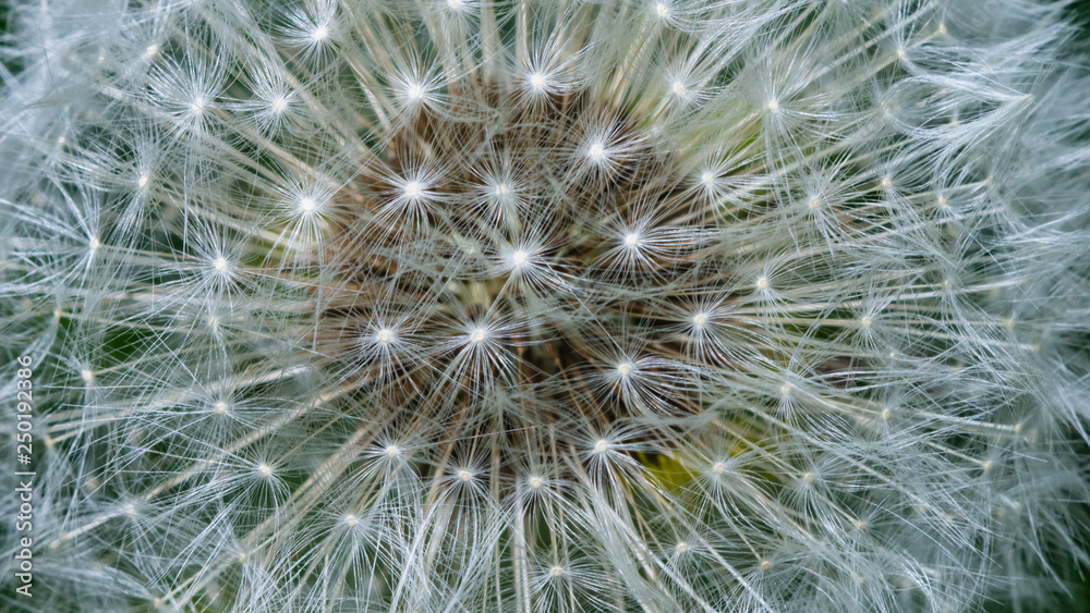 Obraz premium Dandelion with ripe seeds texture background macro, selective focus, shallow DOF