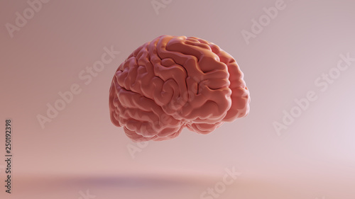 Pink Porcelain Anatomical Brain Front Right 3d illustration 3d render