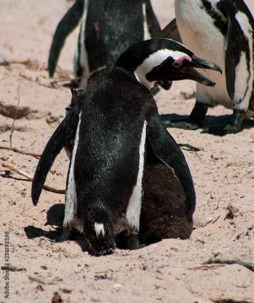 Obraz premium Cuteness overload: funny african penguins living free in south african beach (Boulder Beach Penguin Colony)