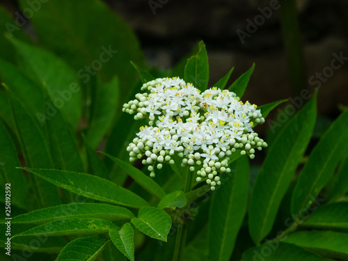 Blooming danewort, dwarf elderberry or elderwort, Sambucus ebulus, close-up, selective focus, shallow DOF