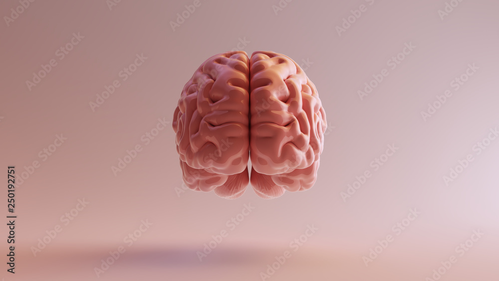 Pink Porcelain Anatomical Brain Front 3d illustration 3d render Stock ...