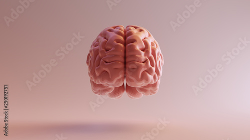 Pink Porcelain Anatomical Brain Front 3d illustration 3d render