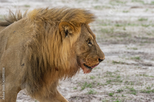 The Savuti North Pride lions roam in the Chobe National Park Botswana.