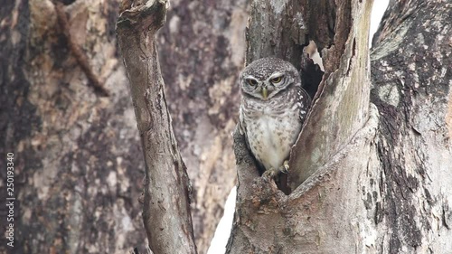 Spotted owlet,Birds on the tree