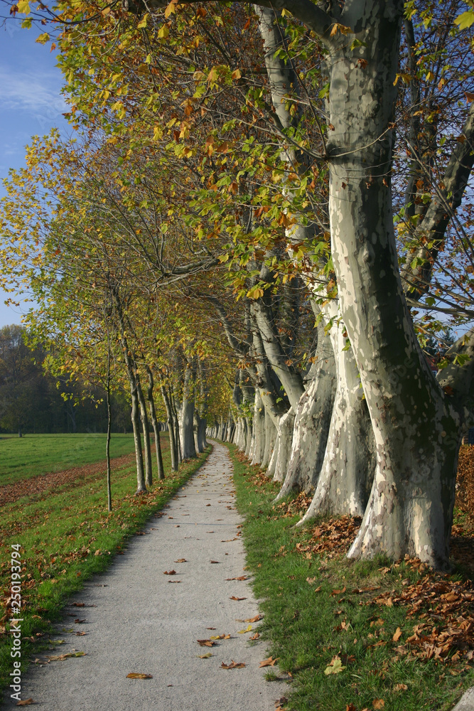 Fototapeta premium Allee