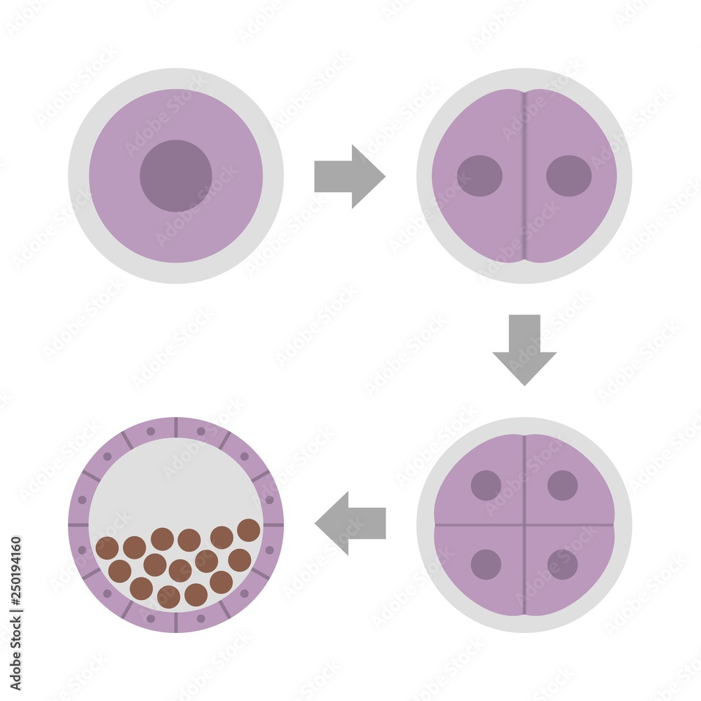 ES細胞のしくみ Stock Illustration Adobe Stock