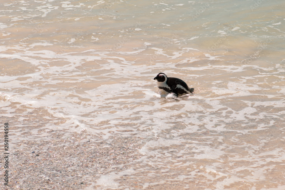 Cuteness overload: funny african penguins living free in south african beach (Boulder Beach Penguin Colony) Cuteness overload: funny african penguins living free in south african beach (Boulder Beach Penguin Colony)