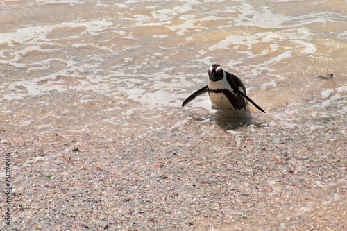 Cuteness overload: funny african penguins living free in south african beach (Boulder Beach Penguin Colony)