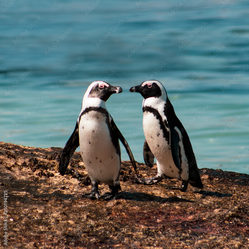 Naklejka premium Cuteness overload: funny african penguins living free in south african beach (Boulder Beach Penguin Colony)