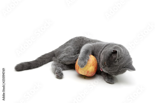 Fototapeta Naklejka Na Ścianę i Meble -  gray kitten playing with an apple on a white background