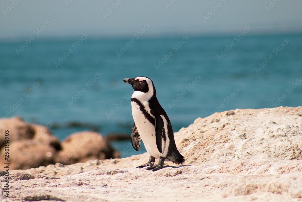 Fototapeta premium Cuteness overload: funny african penguins living free in south african beach (Boulder Beach Penguin Colony)