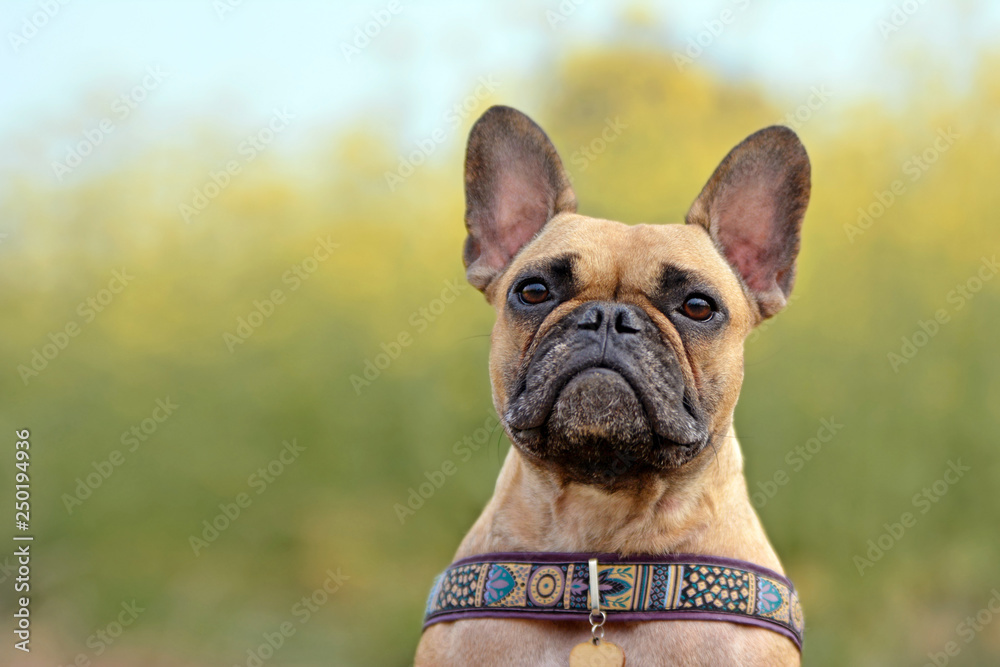 Fawn female French Bulldog dog head portrait on blurry yellow rapeseed field background - obrazy, fototapety, plakaty 