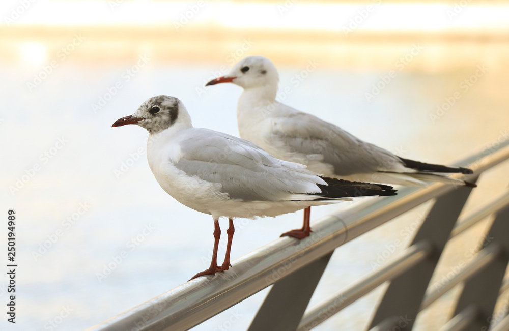 Two seagulls sitting on a metal fence in a big city on a sunny afternoon Two seagulls sitting on a metal fence in a big city on a sunny afternoon