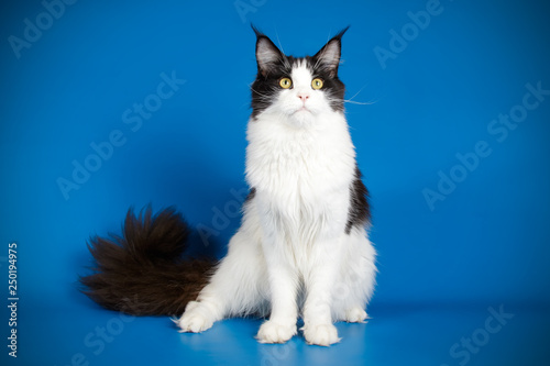 Maine Coon cat on colored backgrounds