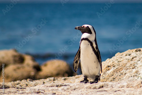 Cuteness overload  funny african penguins living free in south african beach  Boulder Beach Penguin Colony 