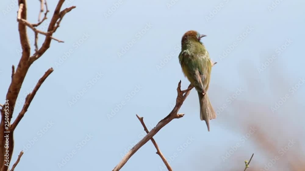Little green bee eater standing on a branch Little green bee eater standing on a branch