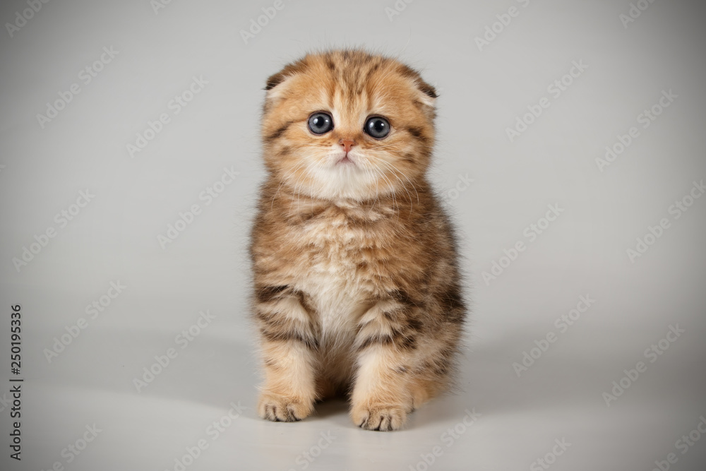 Scottish fold shorthair cat on colored backgrounds