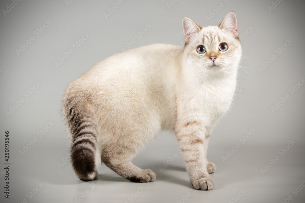 Fototapeta premium Scottish straight shorthair cat on colored backgrounds