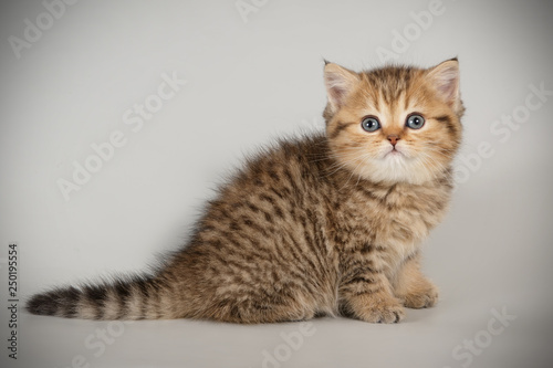 Wallpaper Mural Scottish straight shorthair cat on colored backgrounds Torontodigital.ca