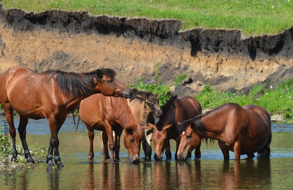 Ural mountains, summer. In the fields near the villages walking horses Ural mountains, summer. In the fields near the villages walking horses
