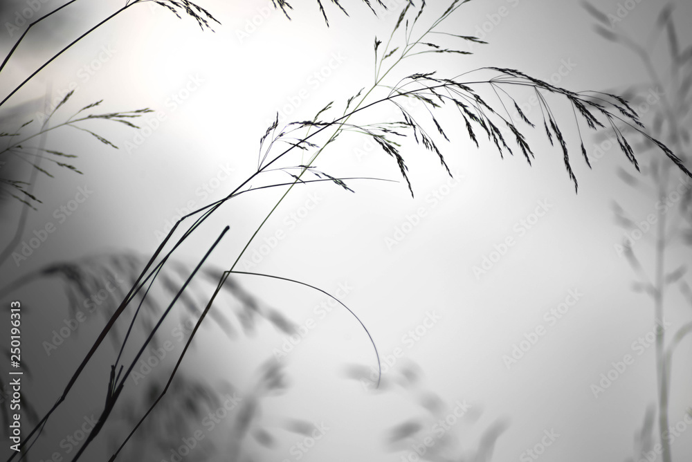 Obraz premium naturaleza 2