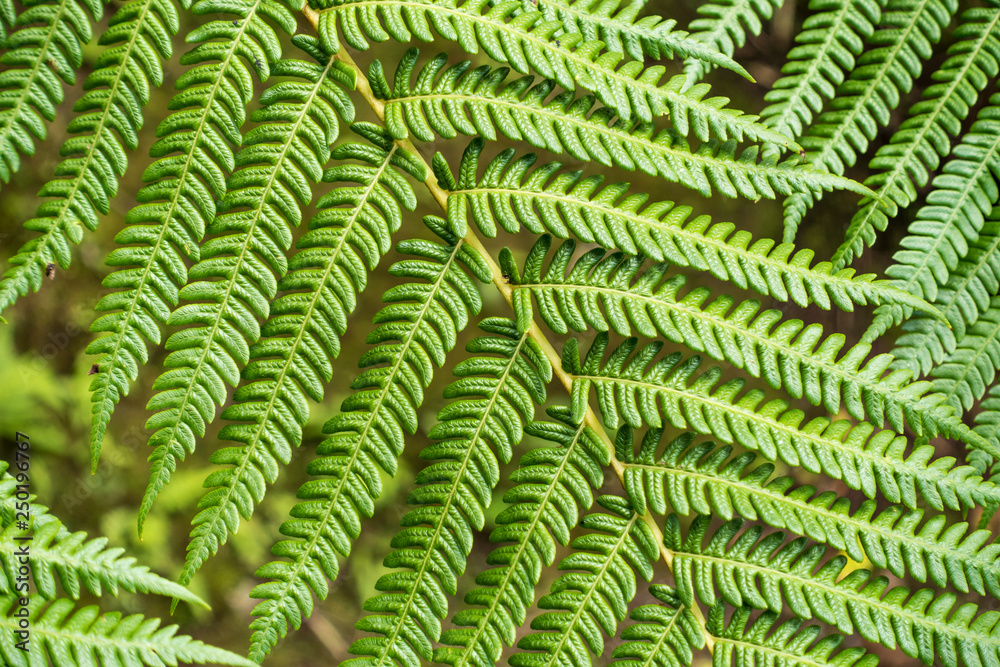 leaf of fern leaf of fern