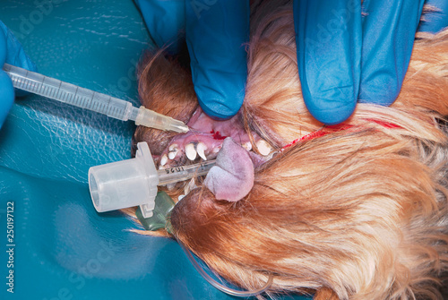 Surgical removal of needless temporary teeth in the dog. The process of local anesthesia (concept veterinary stomatology)