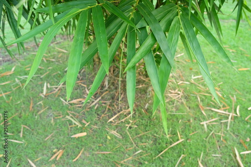 Bamboo leaf