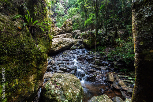 Beautiful creek flowing in lush rainforest in Queensland, Australia