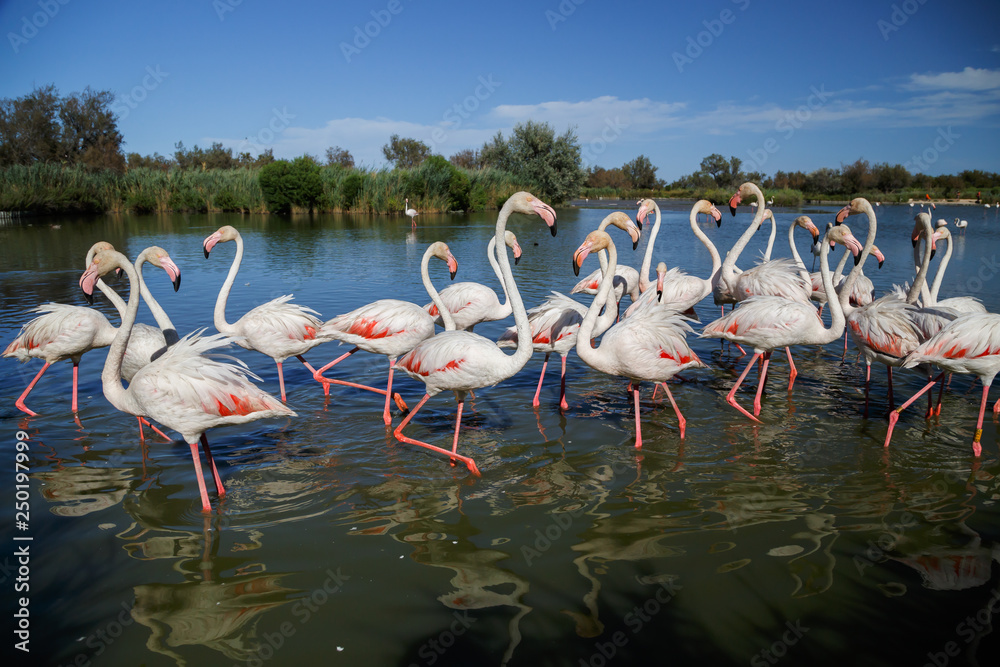 Naklejka premium Różowe flamingi w Parku Narodowym Camargue w Prowansji, Francja. Wakacje we Francji.