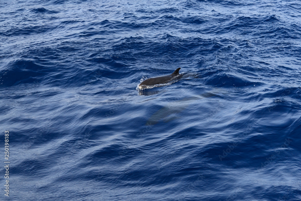 Obraz premium the grind's family of black dolphins in the open ocean