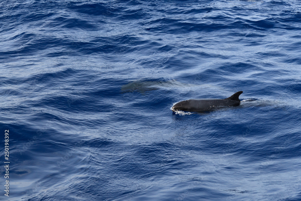 Naklejka premium the grind's family of black dolphins in the open ocean