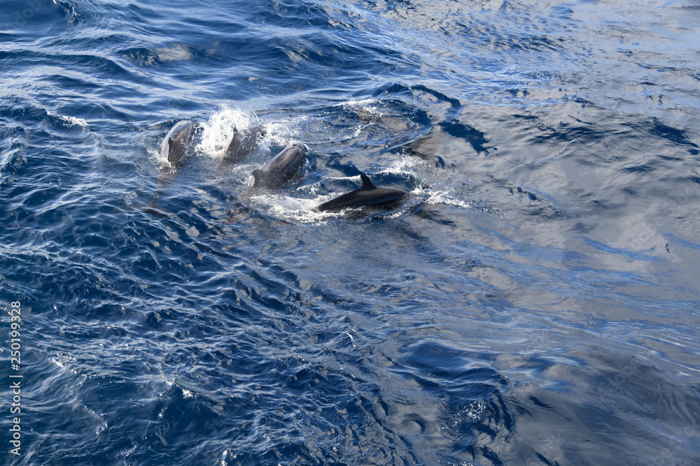 the grind's family of black dolphins in the open ocean the grind's family of black dolphins in the open ocean